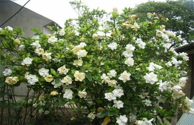 栀子花 繁殖 方法