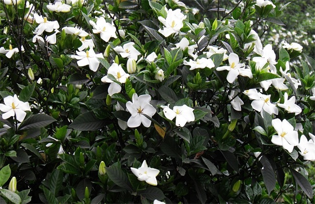 栀子花 繁殖 方法