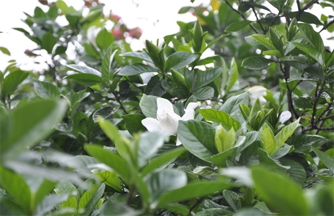 栀子花 繁殖 方法