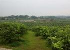 2019年种植什么风险大