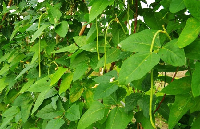如何提高 豆角 结荚率
