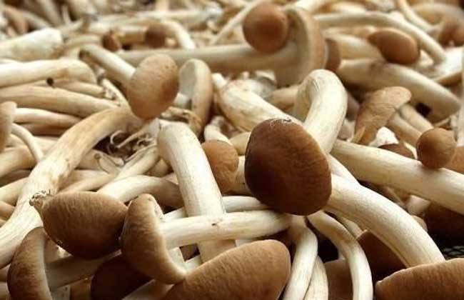 茶树菇多少钱一斤