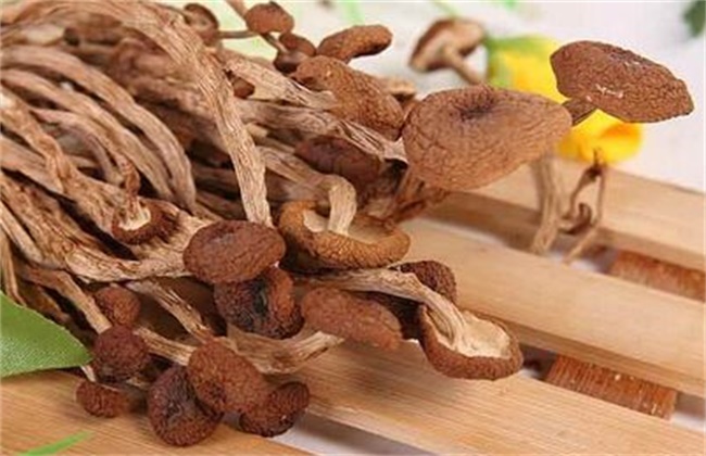 茶树菇多少钱一斤