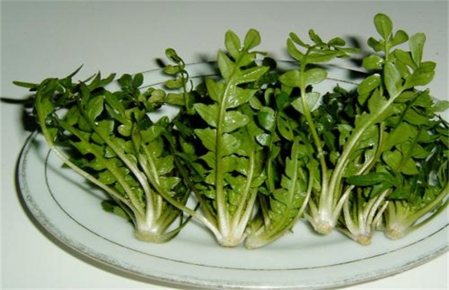 芥菜和荠菜的区别