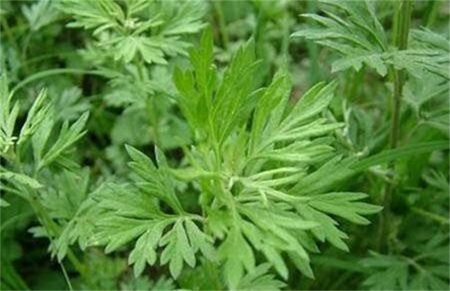 艾草和青蒿的区别
