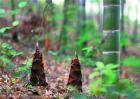 竹笋的种植注意要点