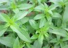 荆芥的种植注意事项