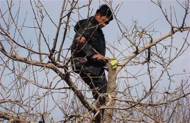 苹果 采收以后 怎么管理