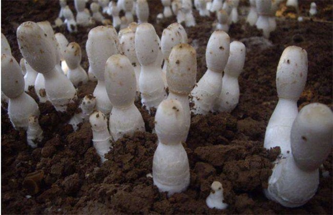 食用菌 追肥 注意事项