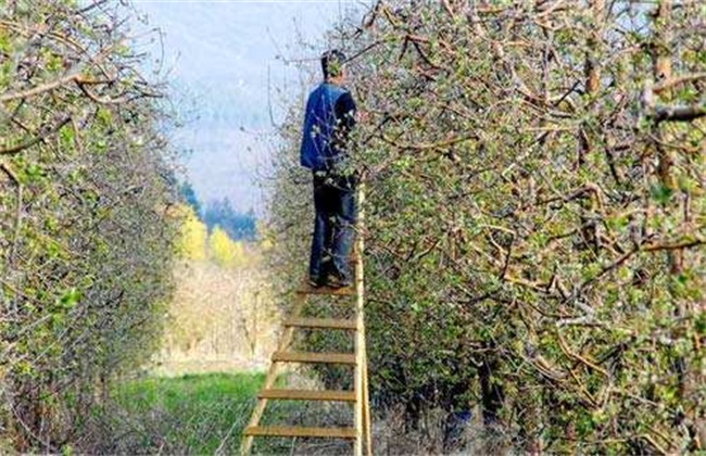 苹果树 生长失衡 如何修剪