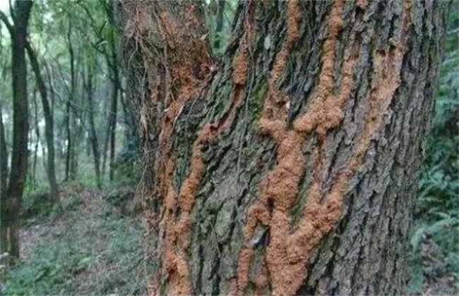 果树 腐烂病 发生原因