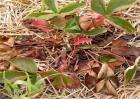 草莓茎秆、花瓣发红怎么办