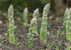 芦笋春季管理要点