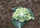 花椰菜高产栽培管理技术
