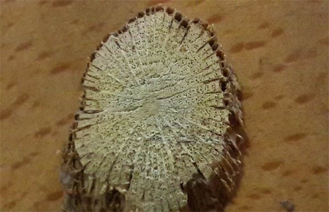 木通和关木通区别