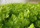 芹菜苗种管理要点