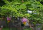 儿茶的栽培技术