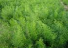 茴香种植赚钱吗
