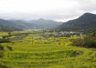 农村种植什么风险小