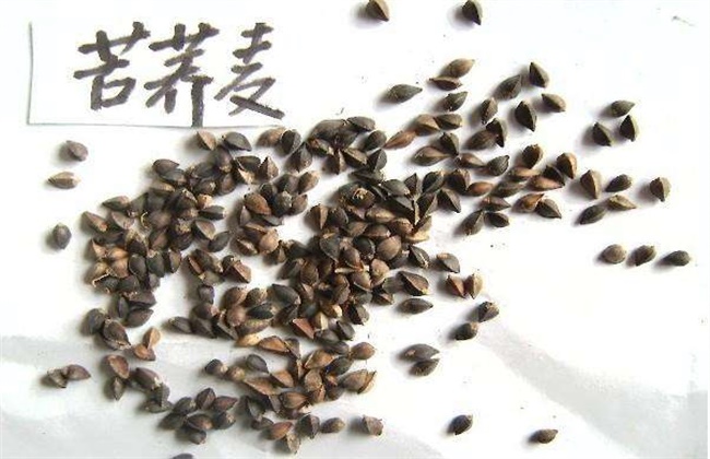 荞麦和苦荞麦的区别