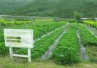 适合人工种植的野菜有哪些