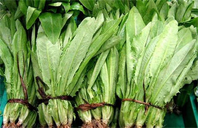 油麦菜和莴笋的区别