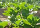 木耳菜病虫害防治技术
