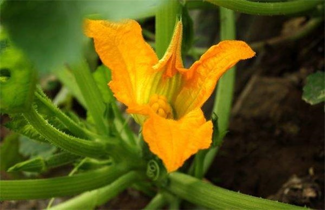 西葫芦烂花的原因及防治方法