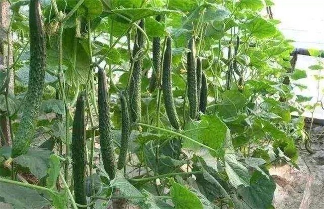 大棚黄瓜 春管 四项注意