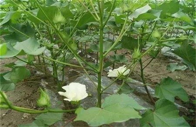 棉花早衰的防治方法