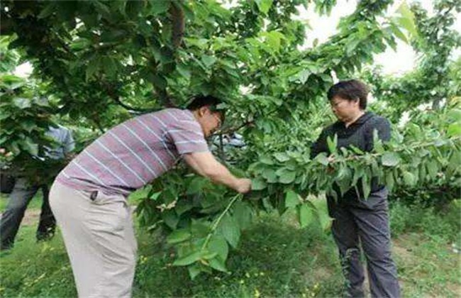 樱桃树环剥注意事项