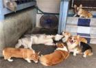 柯基幼犬饲养注意事项