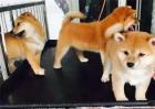 柴犬该怎么饲养