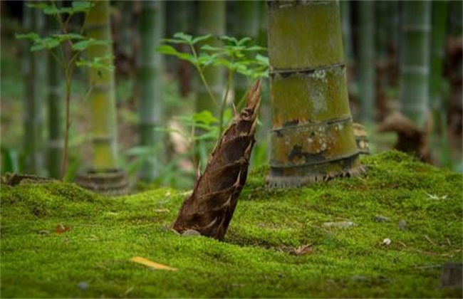 芦笋和竹笋的区别