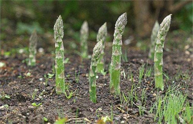 芦笋和竹笋的区别
