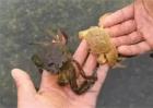 河蟹蜕壳期管理要点