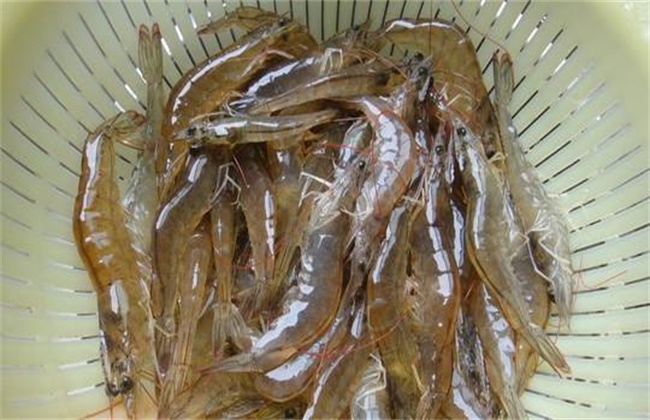 对虾和基围虾的区别