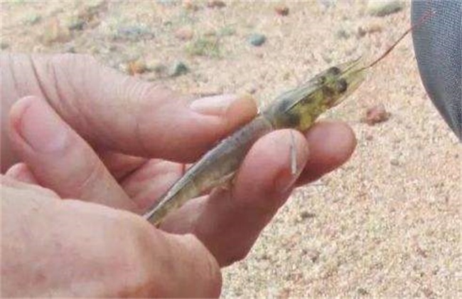对虾软壳病的防治方法