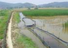 基围虾稻田养殖技术