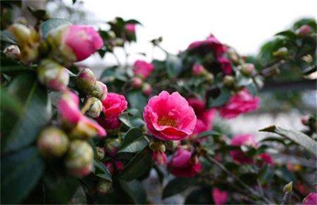 茶花的养殖方法和注意事项