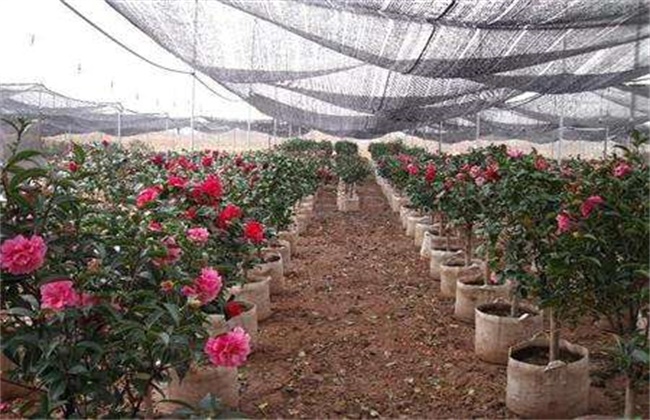 茶花的养殖方法和注意事项