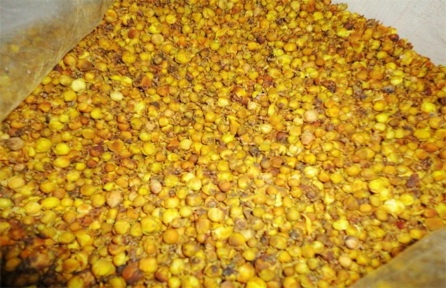 金花茶 价格 多少钱一斤