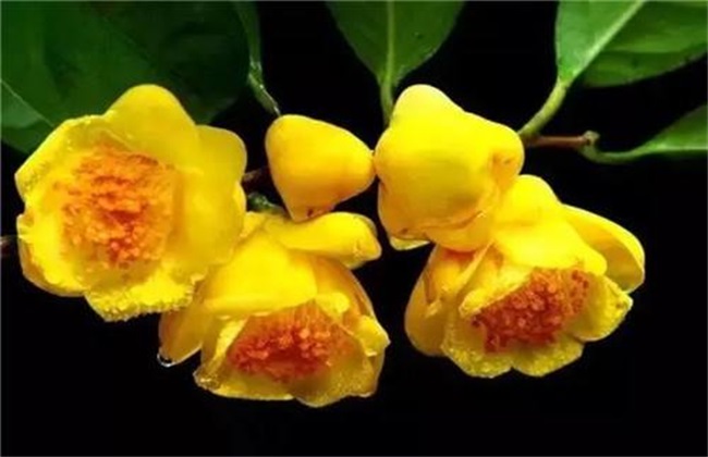 金花茶 价格 多少钱一斤