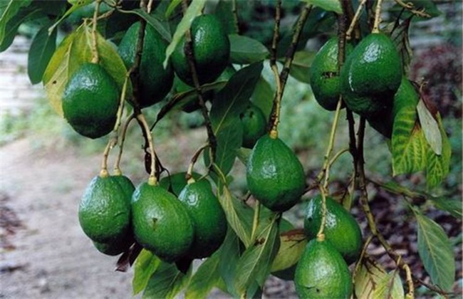 牛油果 价格 多少钱一斤