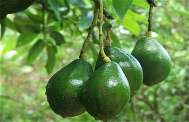 牛油果 价格 多少钱一斤