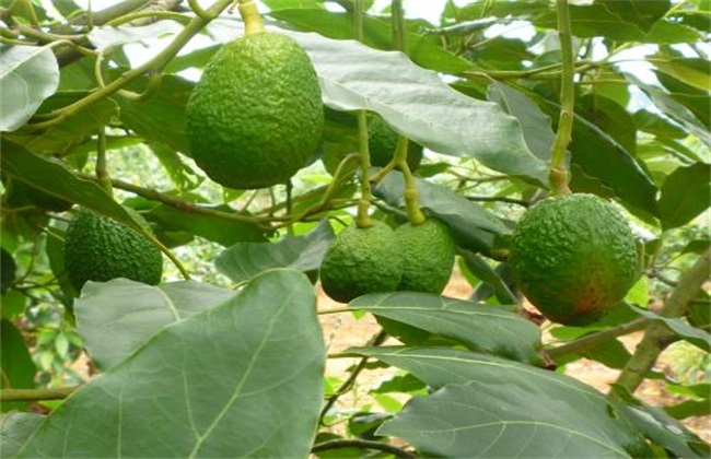 牛油果 价格 多少钱一斤