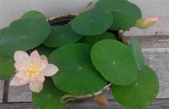 碗莲 种植 方法