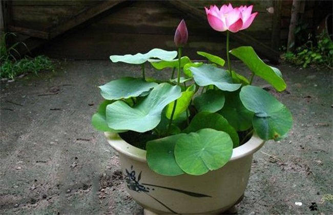 碗莲 种植 方法
