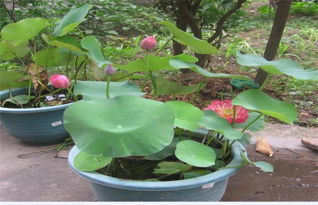 碗莲 种植 方法