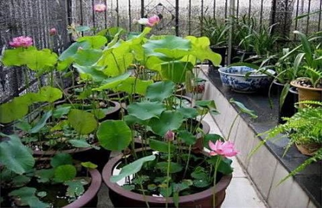 碗莲 种植 方法